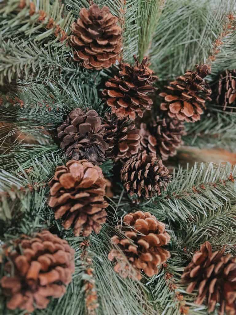 pinecones and pine