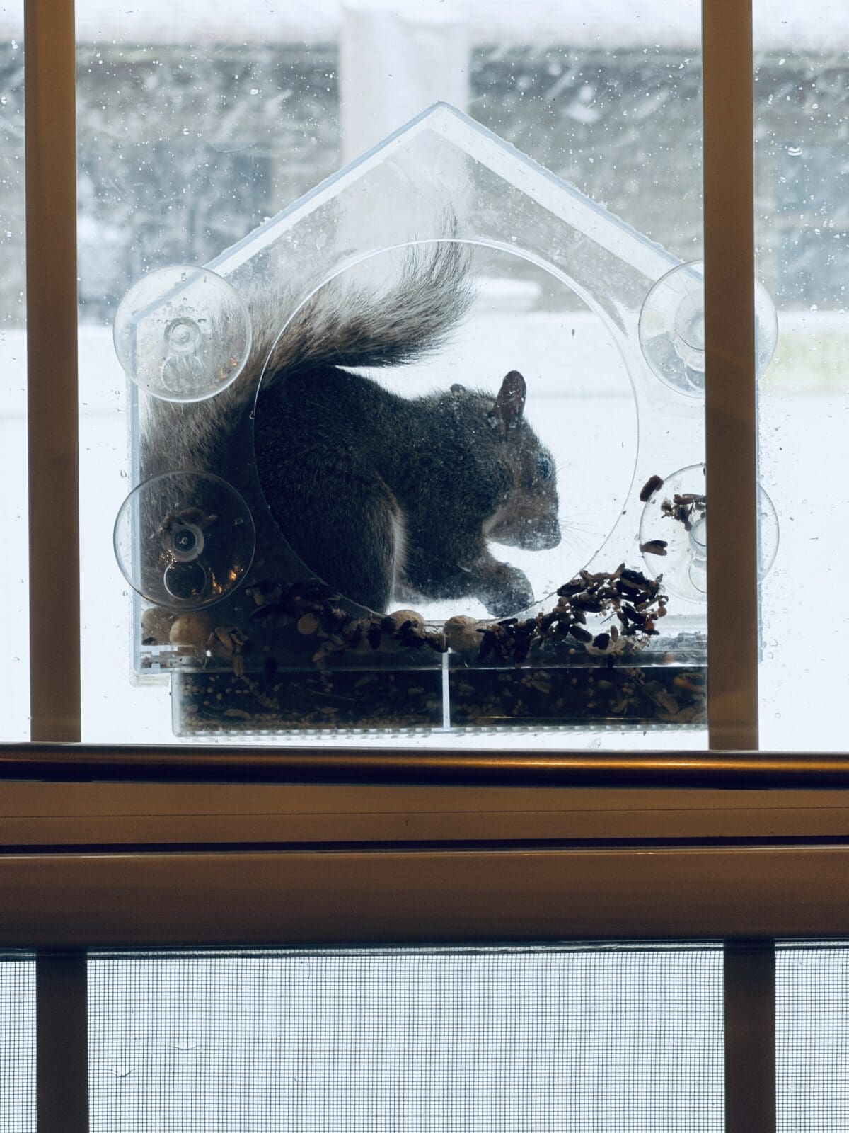 A squirrel sits inside a clear, house-shaped feeder attached to a window, eating seeds. The scene, perfect for any spring home tour, is viewed from indoors on a snowy day with the feeder and squirrel silhouetted against the light.